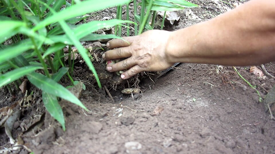 Ginger root